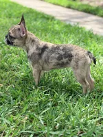 Cookie, a female French Bulldog for sale in Orlando, FL – Photo 5 of 6