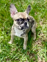 Cookie, a female French Bulldog for sale in Orlando, FL – Photo 6 of 6
