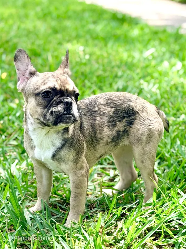 Cookie – French Bulldog puppy for sale in Orlando, FL