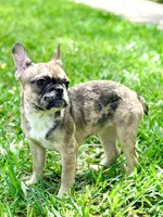 Cookie, a female French Bulldog for sale in Orlando, FL – Photo 1 of 6