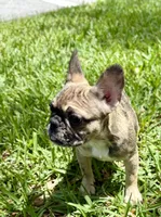 Cookie, a female French Bulldog for sale in Orlando, FL – Photo 3 of 6