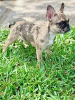 Cookie, a female French Bulldog for sale in Orlando, FL – Photo 4 of 6