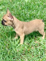 Carter, a female French Bulldog for sale in Orlando, FL – Photo 3 of 4