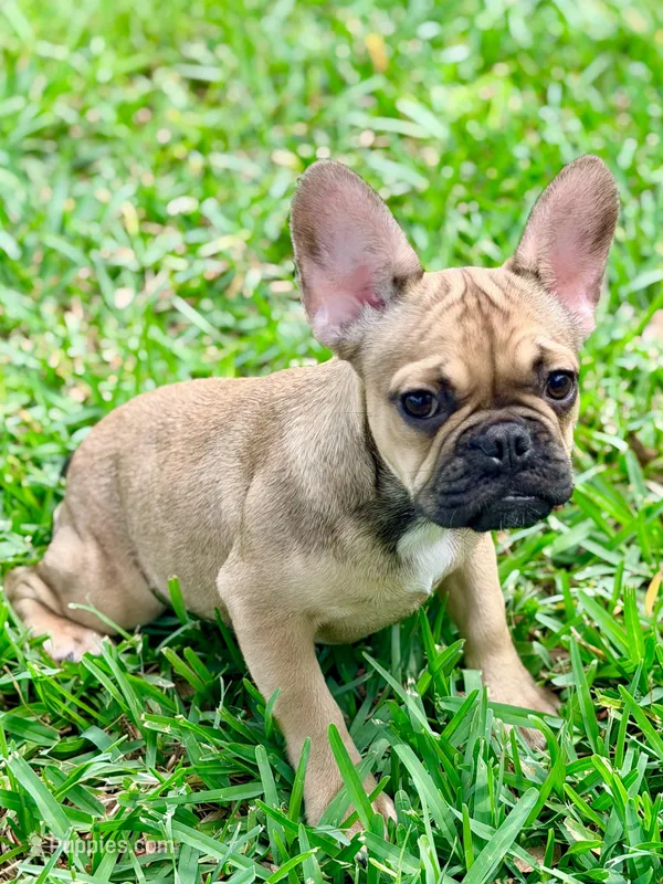 Carter – French Bulldog puppy for sale in Orlando, FL