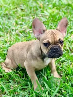 Carter, a female French Bulldog for sale in Orlando, FL – Photo 1 of 4