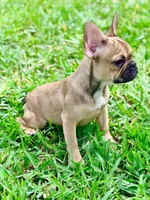 Carter, a female French Bulldog for sale in Orlando, FL – Photo 4 of 4