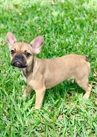 Carter, a female French Bulldog for sale in Orlando, FL – Photo 2 of 4