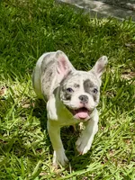 Cupcake , a female French Bulldog for sale in Orlando, FL – Photo 7 of 9