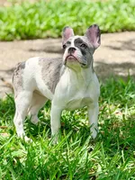 Cupcake , a female French Bulldog for sale in Orlando, FL – Photo 2 of 9