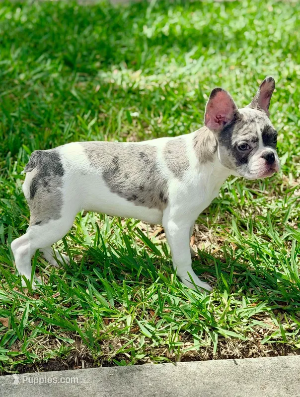 Cupcake  – French Bulldog puppy for sale in Orlando, FL