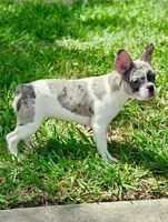 Cupcake , a female French Bulldog for sale in Orlando, FL – Photo 1 of 9