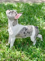 Cupcake , a female French Bulldog for sale in Orlando, FL – Photo 8 of 9