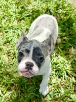 Cupcake , a female French Bulldog for sale in Orlando, FL – Photo 3 of 9