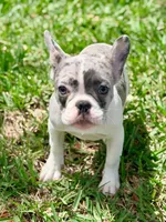 Cupcake , a female French Bulldog for sale in Orlando, FL – Photo 5 of 9