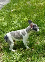 Cupcake , a female French Bulldog for sale in Orlando, FL – Photo 9 of 9