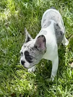 Cupcake , a female French Bulldog for sale in Orlando, FL – Photo 6 of 9