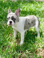 Cupcake , a female French Bulldog for sale in Orlando, FL – Photo 4 of 9