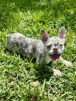 Cali , a female French Bulldog for sale in Orlando, FL – Photo 3 of 7