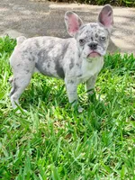 Cali , a female French Bulldog for sale in Orlando, FL – Photo 2 of 7