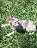 Cali , a female French Bulldog for sale in Orlando, FL – Photo 7 of 7