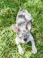 Cali , a female French Bulldog for sale in Orlando, FL – Photo 6 of 7