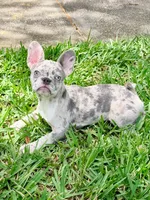 Cali , a female French Bulldog for sale in Orlando, FL – Photo 1 of 7