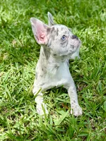Cali , a female French Bulldog for sale in Orlando, FL – Photo 4 of 7