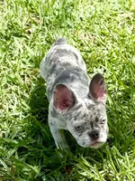 Cali , a female French Bulldog for sale in Orlando, FL – Photo 5 of 7
