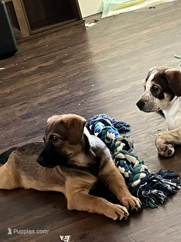 Sadie – German Shepherd Dog, Rottweiler puppy for sale in Mineola, TX