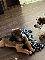 Sadie, a female German Shepherd Dog and Rottweiler for sale in Mineola, TX – 1 of 4