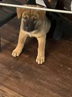 Sadie, a female German Shepherd Dog and Rottweiler for sale in Mineola, TX – 4 of 4