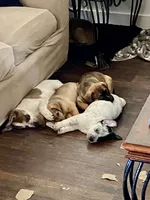 Snoops, a female German Shepherd Dog and Rottweiler for sale in Mineola, TX – 2 of 4