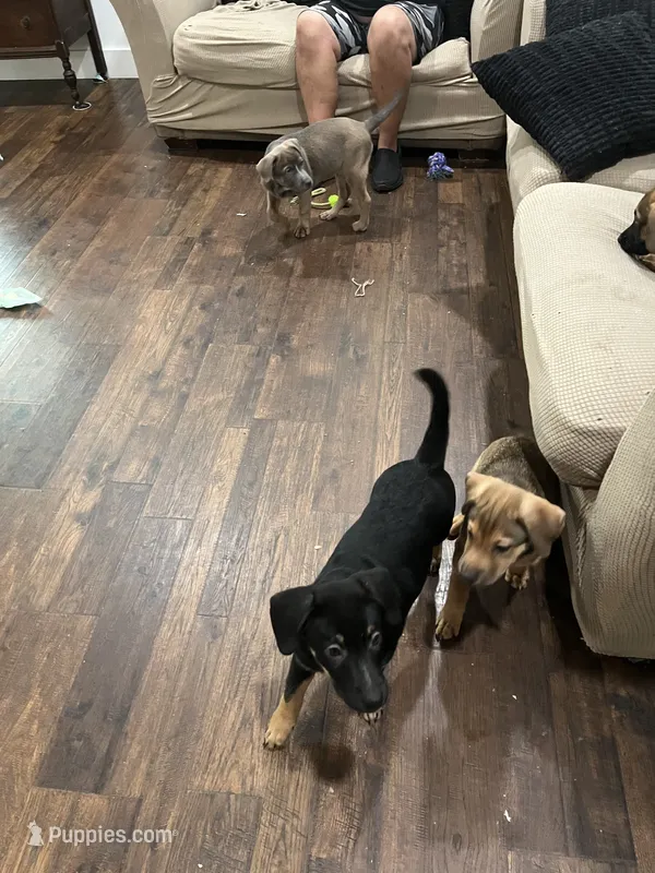 Squeaker  – German Shepherd Dog, Rottweiler puppy for sale in Mineola, TX