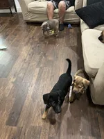 Squeaker , a female German Shepherd Dog and Rottweiler for sale in Mineola, TX – 1 of 2