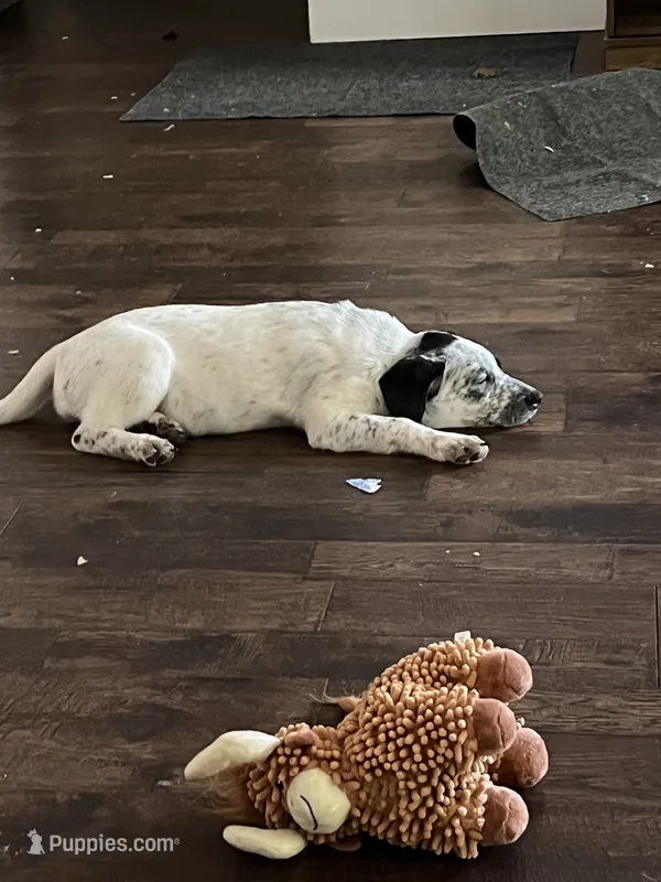 Snoops – German Shepherd Dog, Rottweiler puppy for sale in Mineola, TX