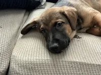 Sadie, a female German Shepherd Dog and Rottweiler for sale in Mineola, TX – 2 of 4