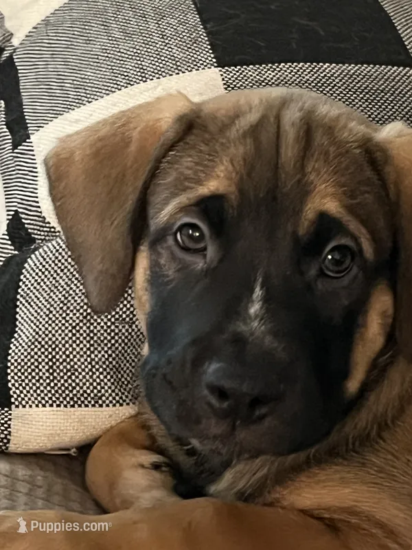 Roxie – German Shepherd Dog, Rottweiler puppy for sale in Mineola, TX