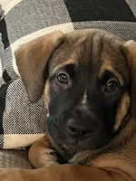 Roxie, a female German Shepherd Dog and Rottweiler for sale in Mineola, TX – 1 of 2