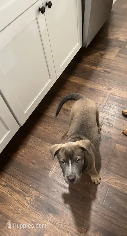 Trooper – German Shepherd Dog, Rottweiler puppy for sale in Mineola, TX