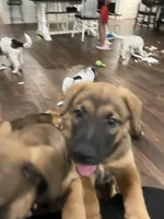 Sadie, a female German Shepherd Dog and Rottweiler for sale in Mineola, TX – 3 of 4