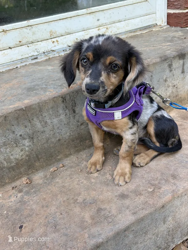Cupcake – Chiweenie puppy for sale in Festus, MO