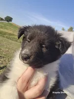 Pixie, a female Shetland Sheepdog for sale in Luray, MO – 1 of 6