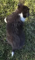 Teddy, a male Shetland Sheepdog for sale in Luray, MO – 2 of 6