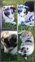 Giggles, a male Shetland Sheepdog for sale in Luray, MO – 5 of 7