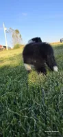 Cooper, a male Shetland Sheepdog for sale in Luray, MO – 9 of 9