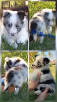 Peanut, a male Shetland Sheepdog for sale in Luray, MO – 2 of 8