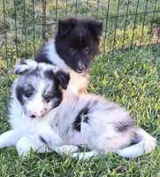 Giggles, a male Shetland Sheepdog for sale in Luray, MO – 3 of 7