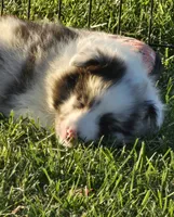 Milo, a male Shetland Sheepdog for sale in Luray, MO – 4 of 8