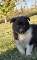 Cooper, a male Shetland Sheepdog for sale in Luray, MO – 6 of 9