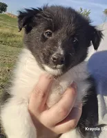 Willow, a female Shetland Sheepdog for sale in Luray, MO – 3 of 5